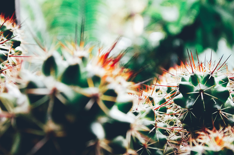 La casa cactus. Flor Monfort – La copa del árbol – literatura
