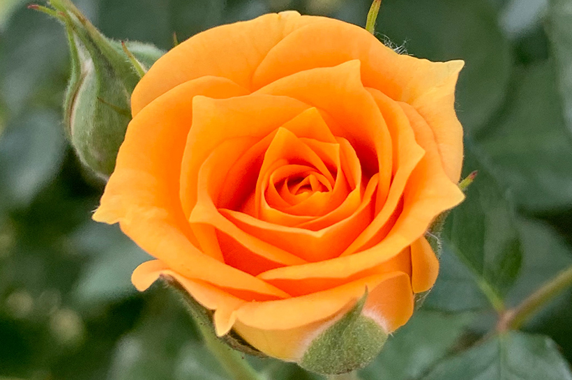 Una rosa naranja