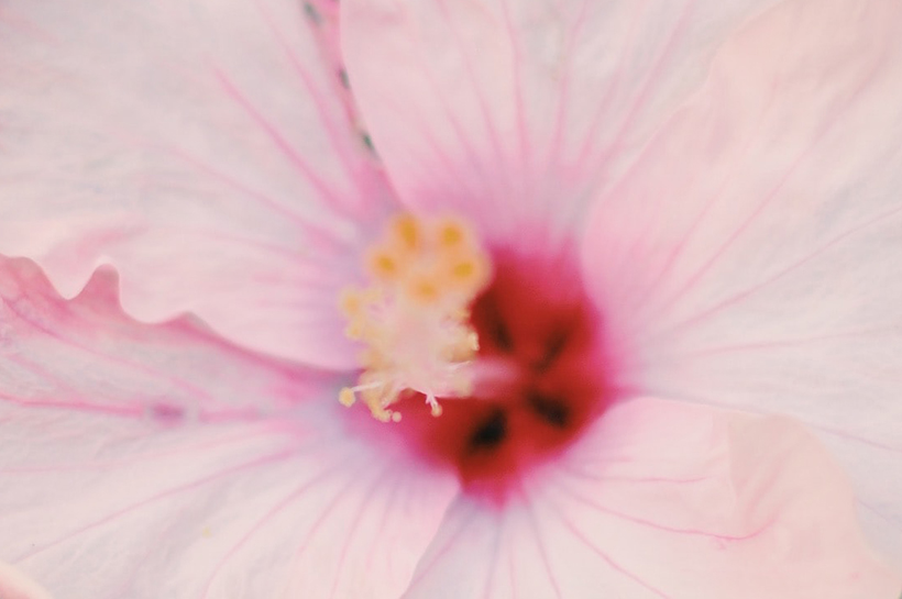 Acercamiento al centro de una flor