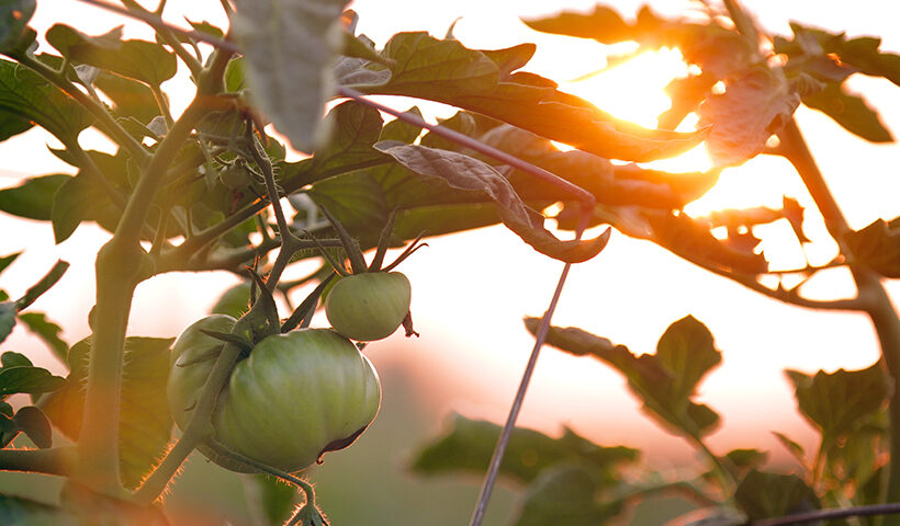 Planta de tomate