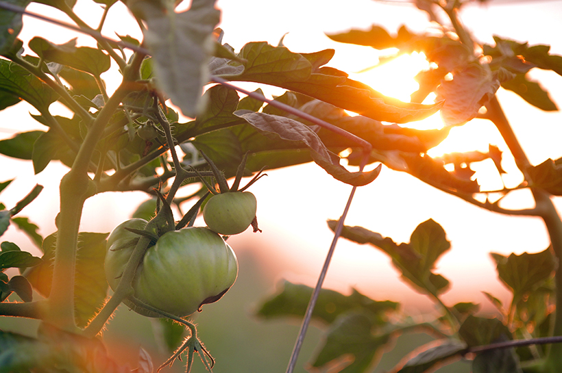 Planta de tomate