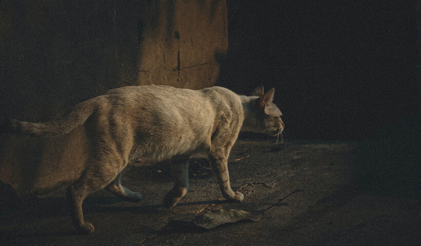 Gato en penumbra