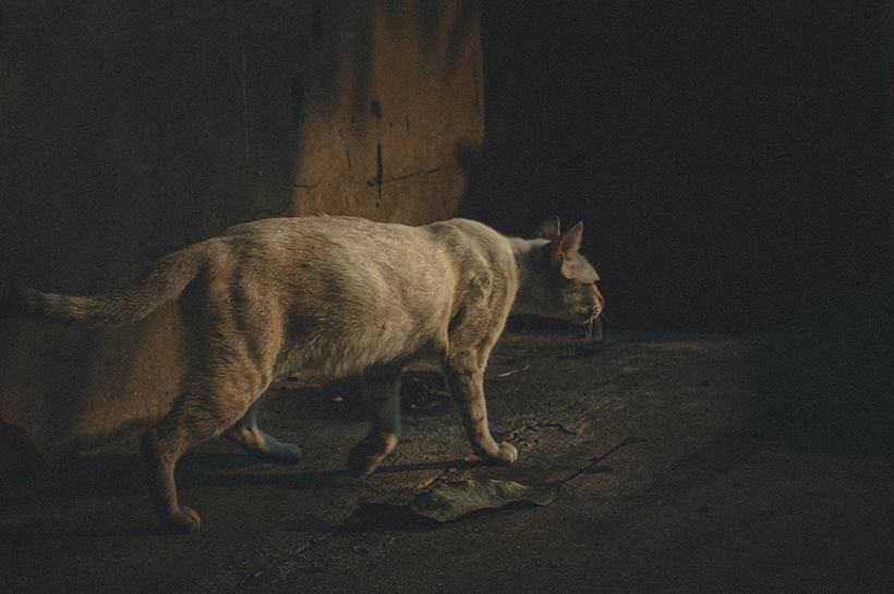 Gato en penumbra