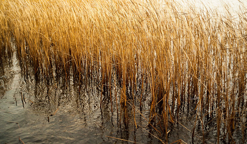 Plantas a la orilla de un río