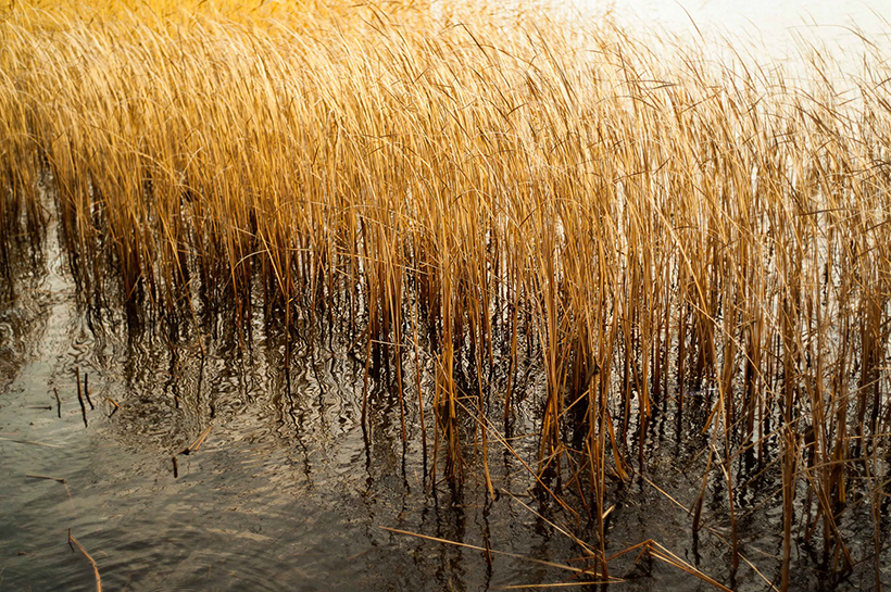 Plantas a la orilla de un río