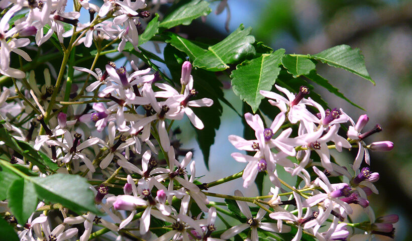 Flores de paraíso