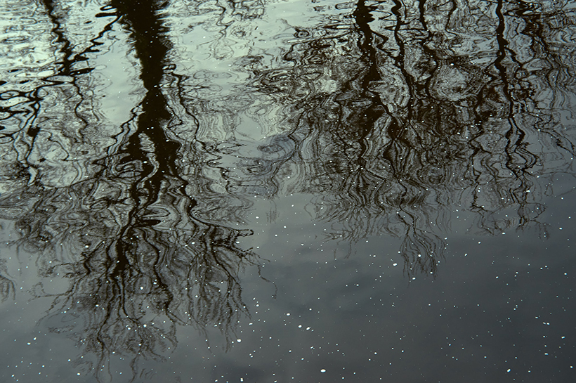 Árboles reflejados en el agua