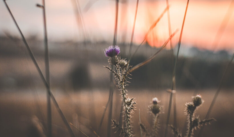 Cardos al amanecer